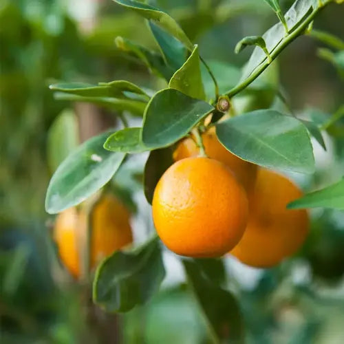 LaPeNu Organics