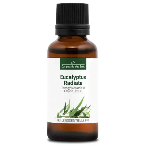 Bio Ätherisches Öl - Eukalyptus Radiata