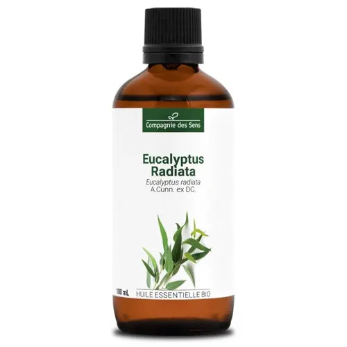 Bio Ätherisches Öl - Eukalyptus Radiata