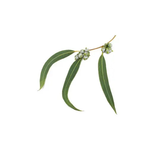 Bio Ätherisches Öl - Eukalyptus Radiata