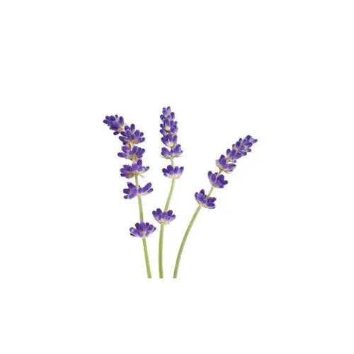 Bio Ätherisches Öl - Feiner Lavendel
