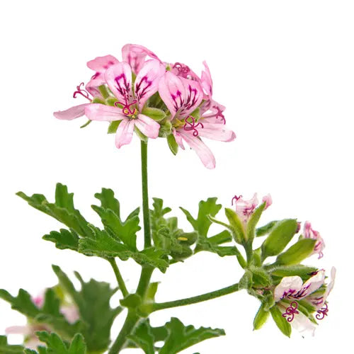 Organic Essential Oil - Geranium Rosat cv Bourbon