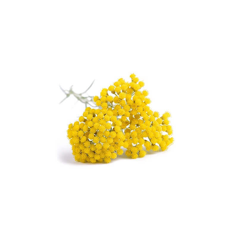 Bio Ätherisches Öl - Italienische Strohblume / Immortelle