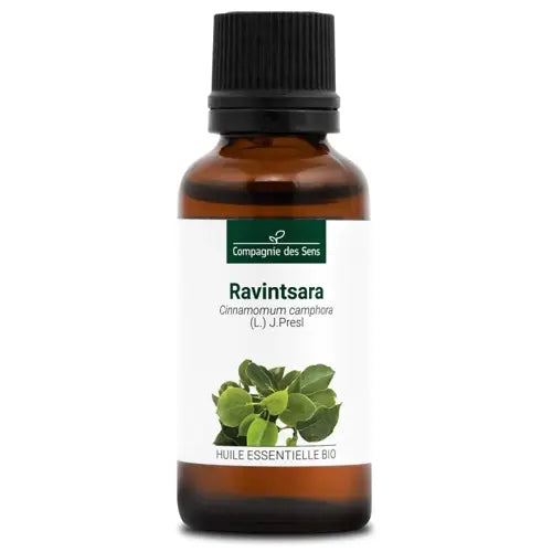 Bio Ätherisches Öl - Ravintsara
