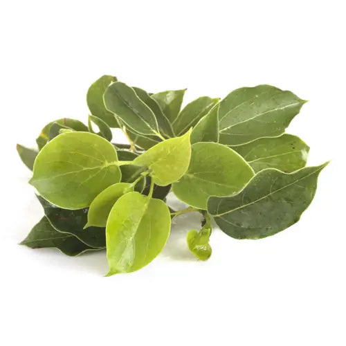 Bio Ätherisches Öl - Ravintsara