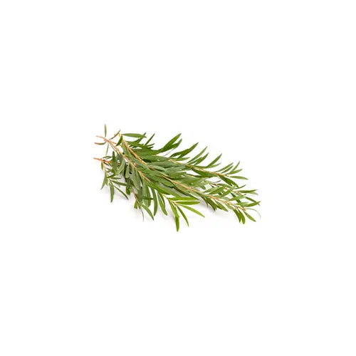 Bio Ätherisches Öl - Teebaum