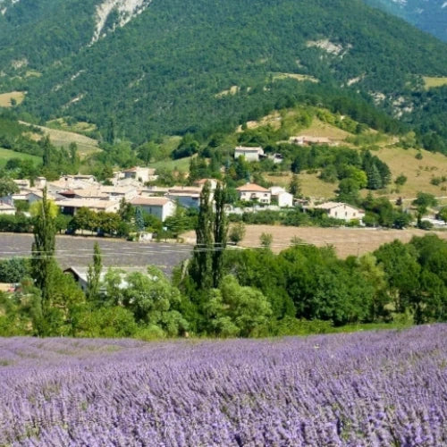 Bio Ätherisches Öl - Feiner Lavendel
