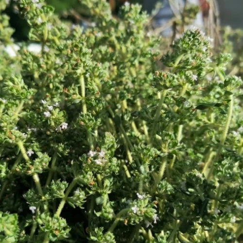 Bio Ätherisches Öl - Pfefferminze