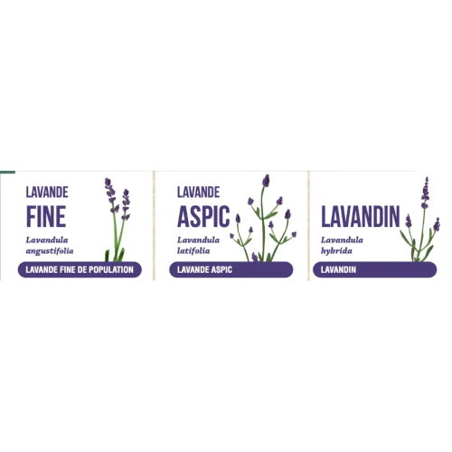 Bio Ätherisches Öl - Feiner Lavendel