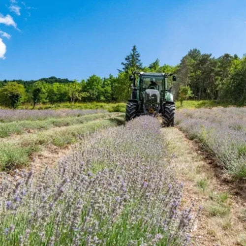 Bio Ätherisches Öl - Feiner Lavendel