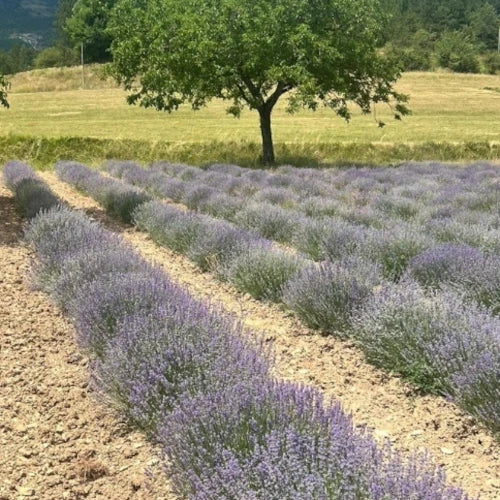 Bio Ätherisches Öl - Feiner Lavendel
