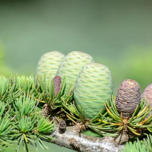 Bio Ätherisches Öl - Atlaszeder