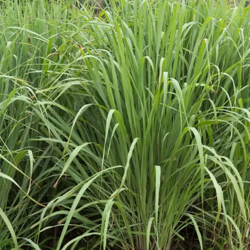 Bio Ätherisches Öl - Java Zitronella