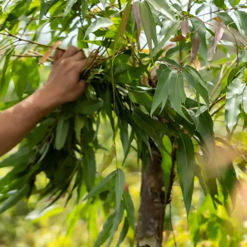 Bio Ätherisches Öl - Zitronen Eukalyptus