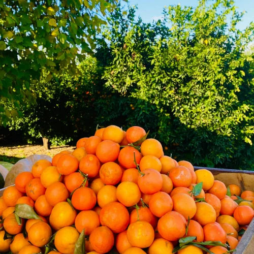 Bio Ätherisches Öl - Süßorange