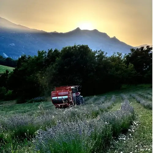 Bio Reinigungsgel – Reine Olive & Lavendel