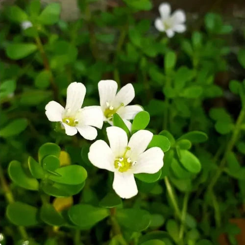Bio Pflanzenextrakt - Bacopa