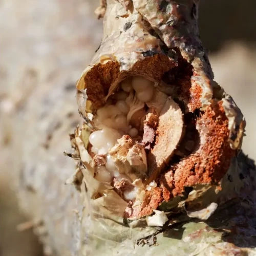 Bio Pflanzenextrakt - Boswellia