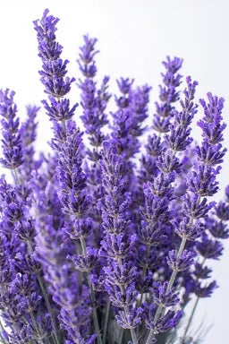 Bio Hydrolat - Feiner Lavendel