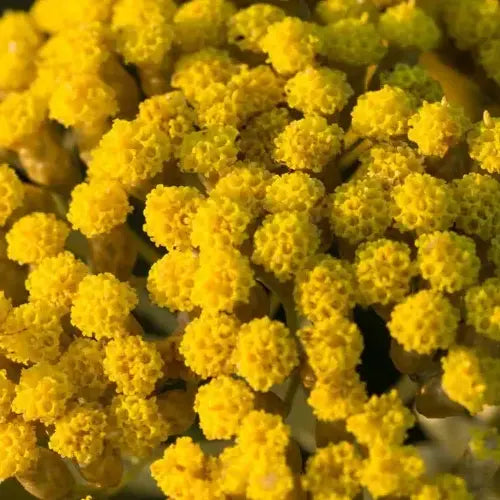 Bio Ätherisches Öl - Italienische Strohblume / Immortelle