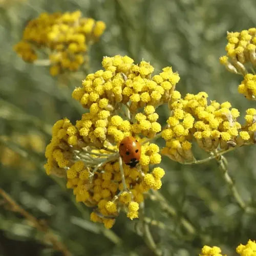 Bio Hydrolat - Italienische Strohblume / Immortelle