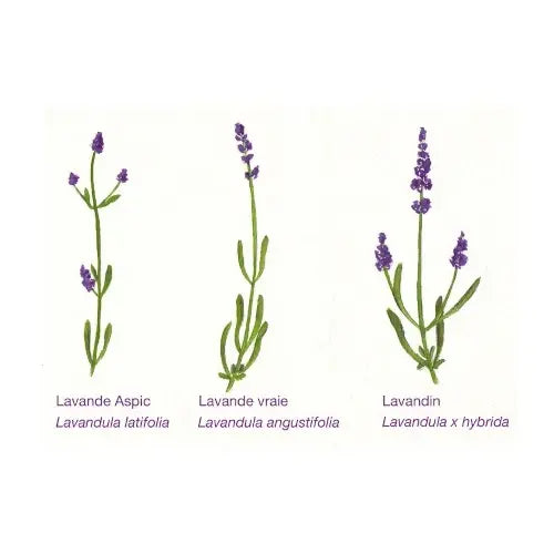 Organic Essential Oil - Spike Lavender