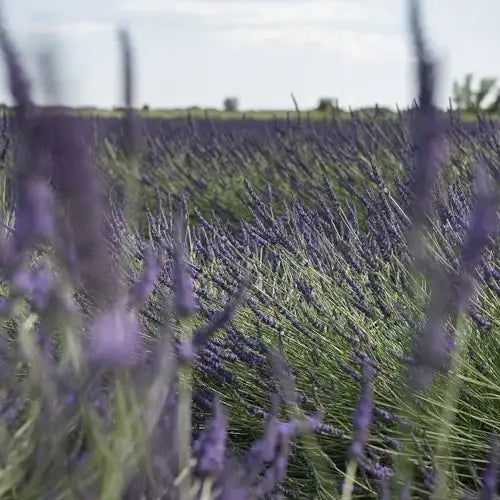 Organic Essential Oil - Spike Lavender