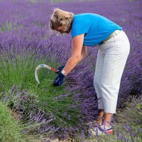 Bio Ätherisches Öl - Feiner Lavendel