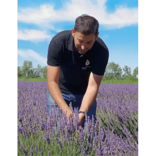 Bio Ätherisches Öl - Feiner Lavendel