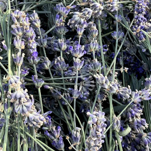 Bio Hydrolat - Feiner Lavendel