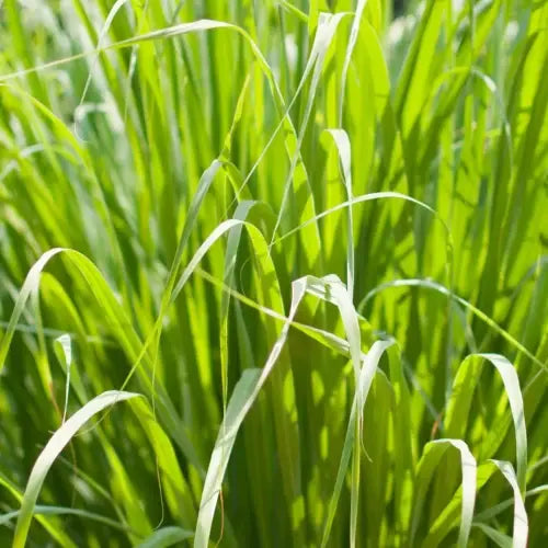 LaPeNu Organics