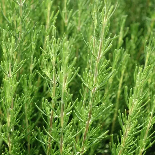 Bio Ätherisches Öl - Zitronenverbene