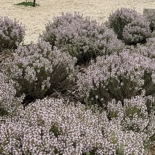 Bio Ätherisches Öl - Thymian Thujanol