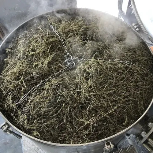 Bio Ätherisches Öl - Thymian Thujanol