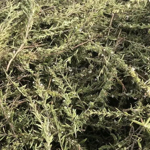 Bio Ätherisches Öl - Lemongrass Provence