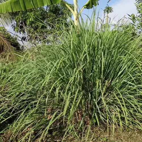 LaPeNu Organics