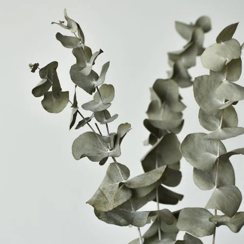 Organic Essential Oil - Eucalyptus Globulus