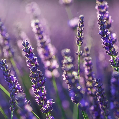 Bio Deodorant - Lavendel (Fest)