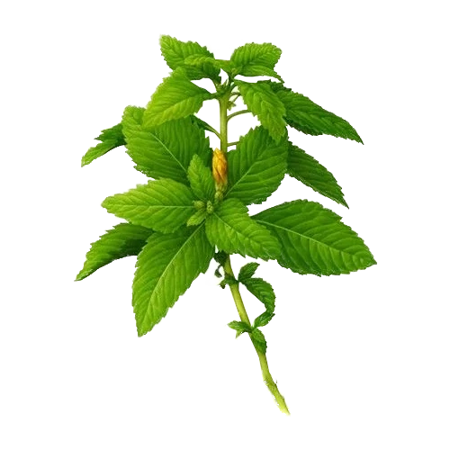 LaPeNu Organics