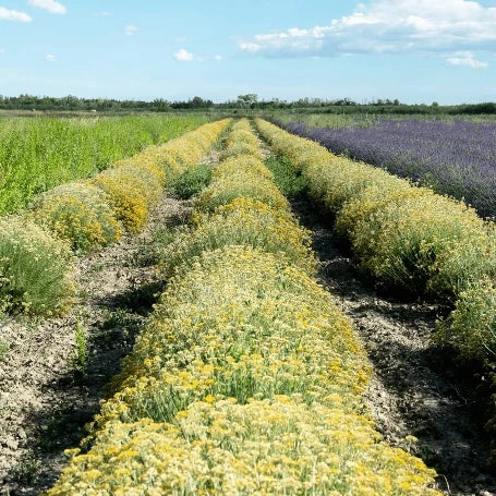 Bio Hydrolat - Rosmarin Verbenon