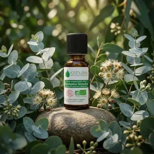 Organic Essential Oil - Eucalyptus Globulus