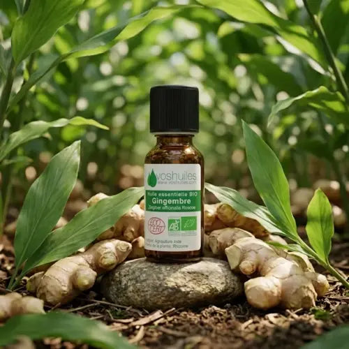 Bio Ätherisches Öl - Ingwer