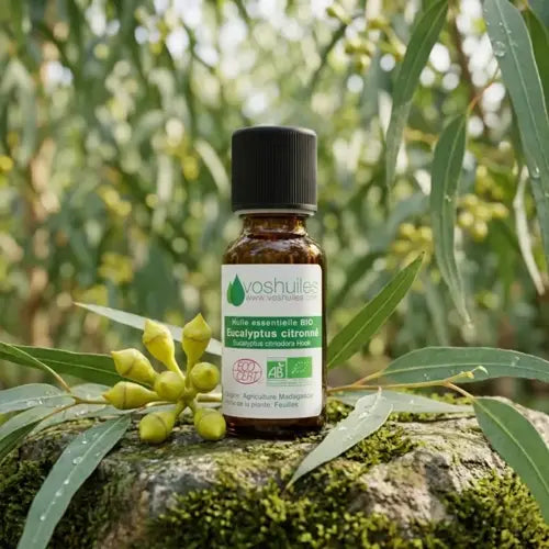 Bio Ätherisches Öl - Zitroneneukalyptus