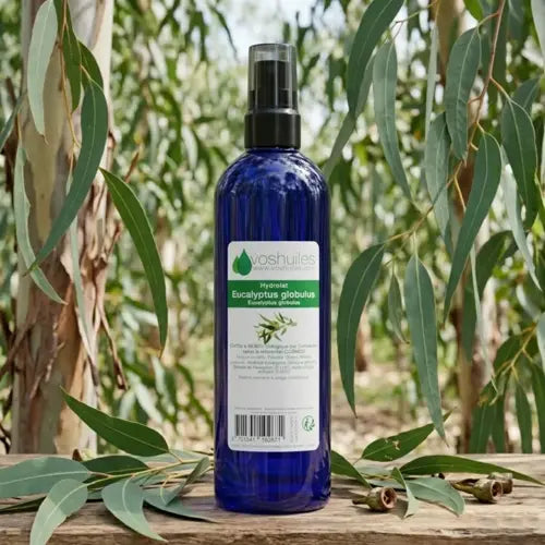 Organic Hydrolat - Eucalyptus Globulus
