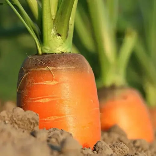 LaPeNu Organics