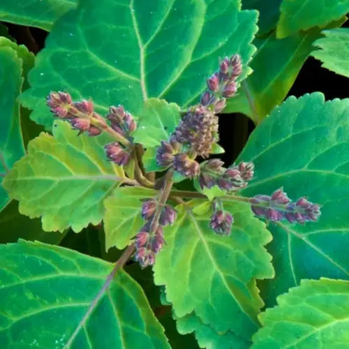 LaPeNu Organics