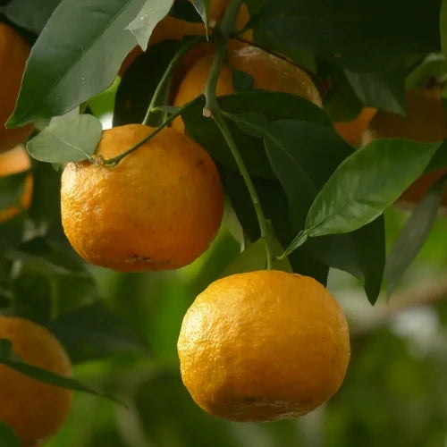 LaPeNu Organics