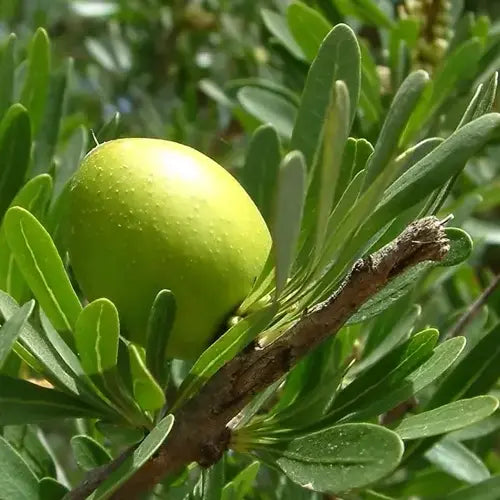 LaPeNu Organics
