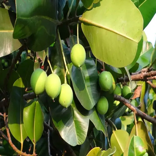 Organic Vegetable Oil - Calophyllum Oil